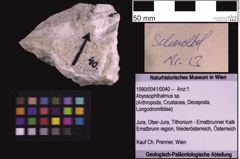 Foto (Objekt + Etiketten) von Abyssophthalmus sp. (NHMW-GEO-1990-0041-0040)